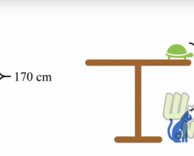 Задача про кошку и черепаху на столе. Задача про высоту стола. Кошка и черепаха высота стола. Задача про высоту стола с кошкой и черепахой решение.