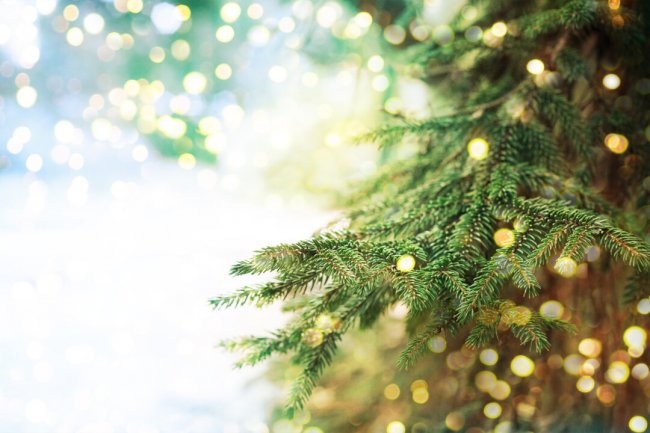 В Петербурге заработает 40 пунктов по приему праздничных елок после новогодних каникул полезное, елки