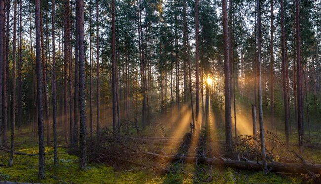 Живописные леса нашего округа область, петербург, леса