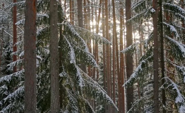 Ленобласть оказалась среди лидеров России по восстановлению лесов лесовосстановление, ленобласть, 8, 9 тыс. гектаров