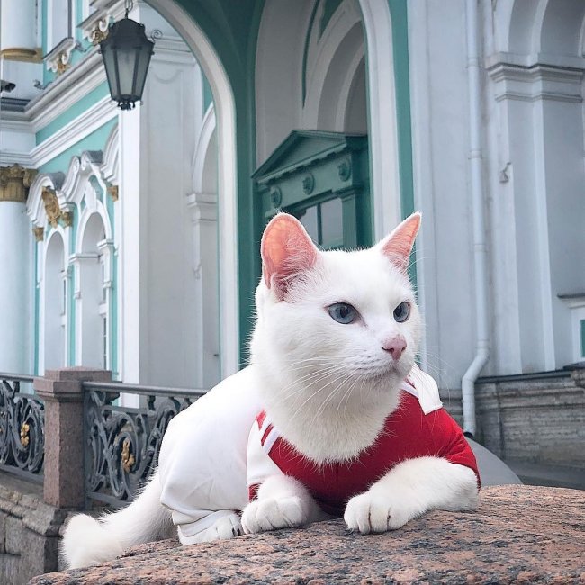 Эрмитажный кот Ахилл предскажет финал Лиги чемпионов в Санкт-Петербурге кот