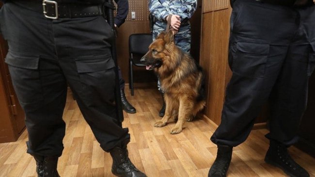 В аэропорту Пулково полицейская собака покусала ребёнка живность, дети, овчарка
