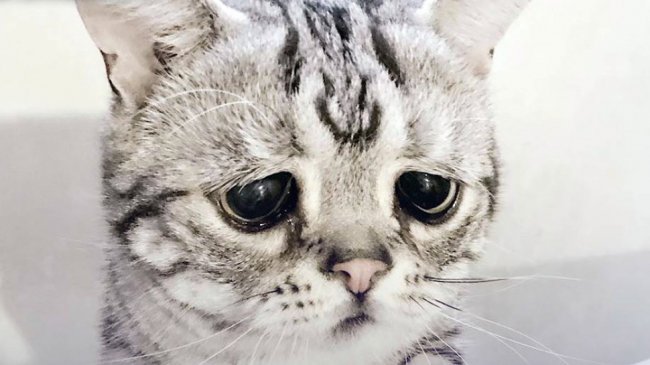 Российские кошки попали под санкции вслед за собаками санкции, коты россии, федерация кошек, международная федерация кошек