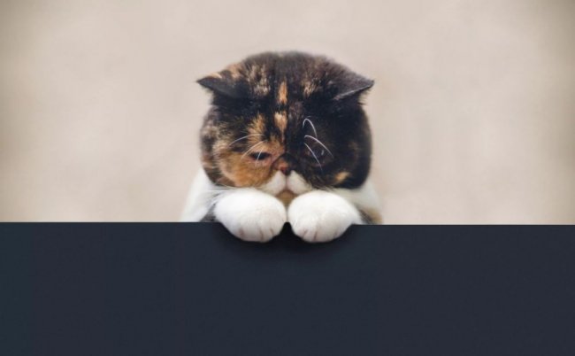 В петербургском котосообществе рассказали, будут ли проводить выставки после запрета от МФК котики, участие в выставке, санкции против котиков