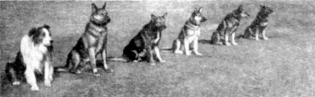 Собаки и кошки на защите Ленинграда: как братья наши меньшие спасали блокадный город ленинград, блокада ленинграда, кошки, собаки