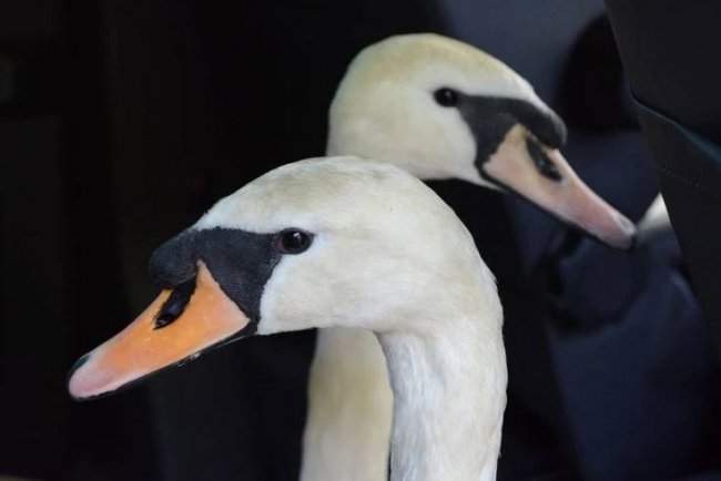 Возвращение белых лебедей в пруд Санкт-Петербурга санкт-петербург