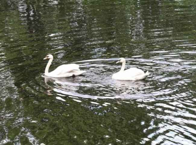 Возвращение белых лебедей в пруд Санкт-Петербурга санкт-петербург