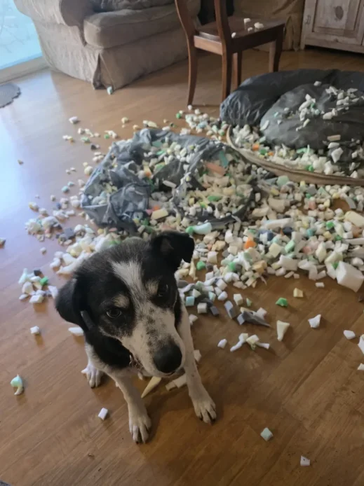 Милейшие вредители: 30 фото питомцев, устроивших дома творческий хаос