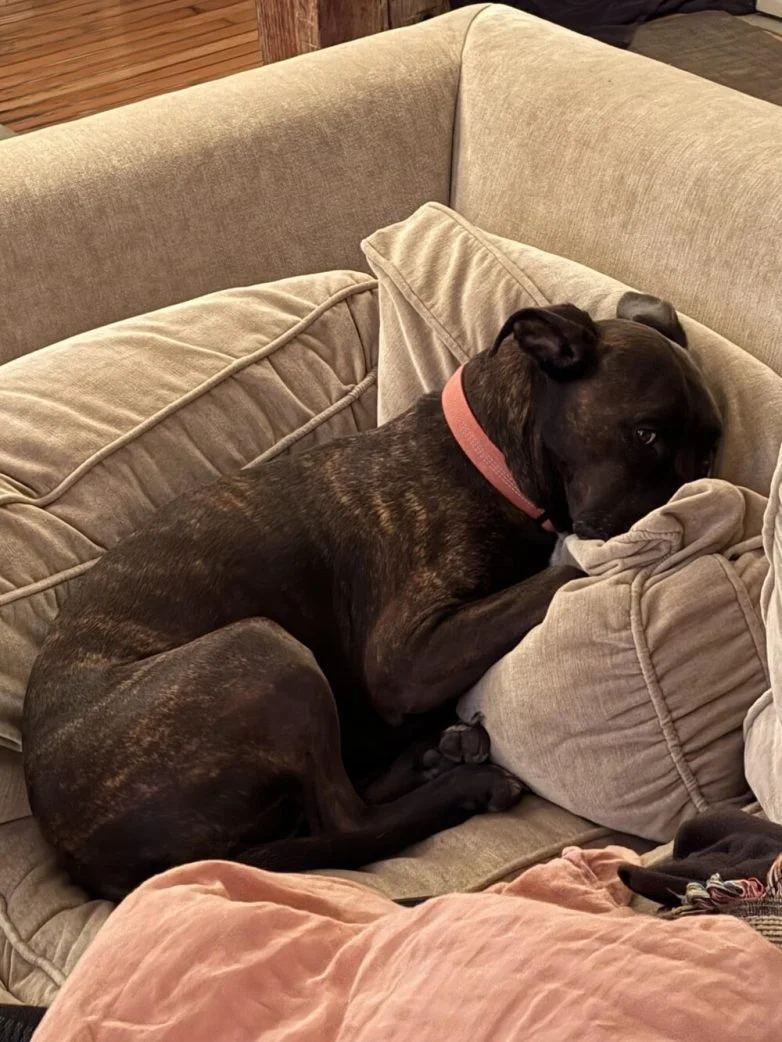 Милейшие вредители: 30 фото питомцев, устроивших дома творческий хаос