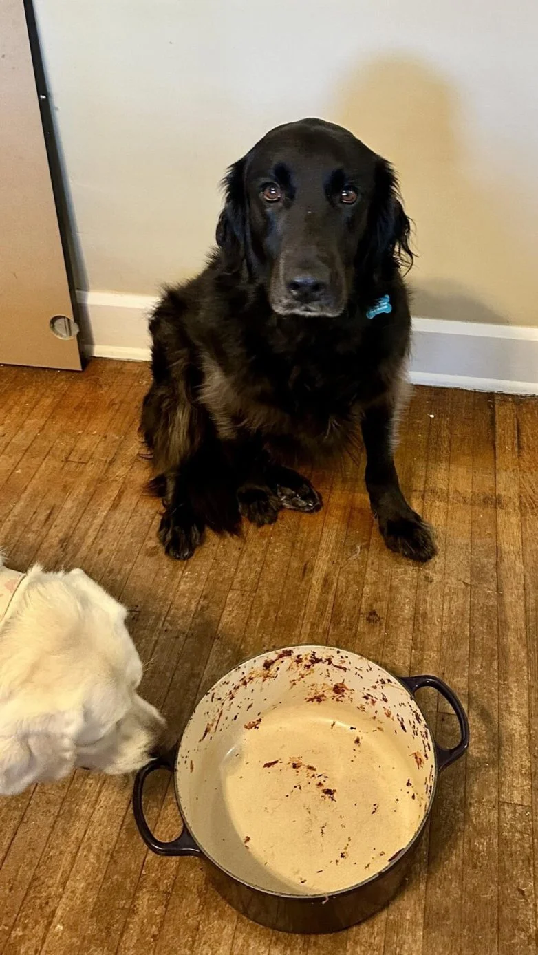 Милейшие вредители: 30 фото питомцев, устроивших дома творческий хаос