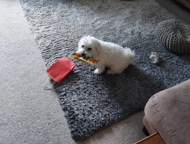 Милейшие вредители: 30 фото питомцев, устроивших дома творческий хаос