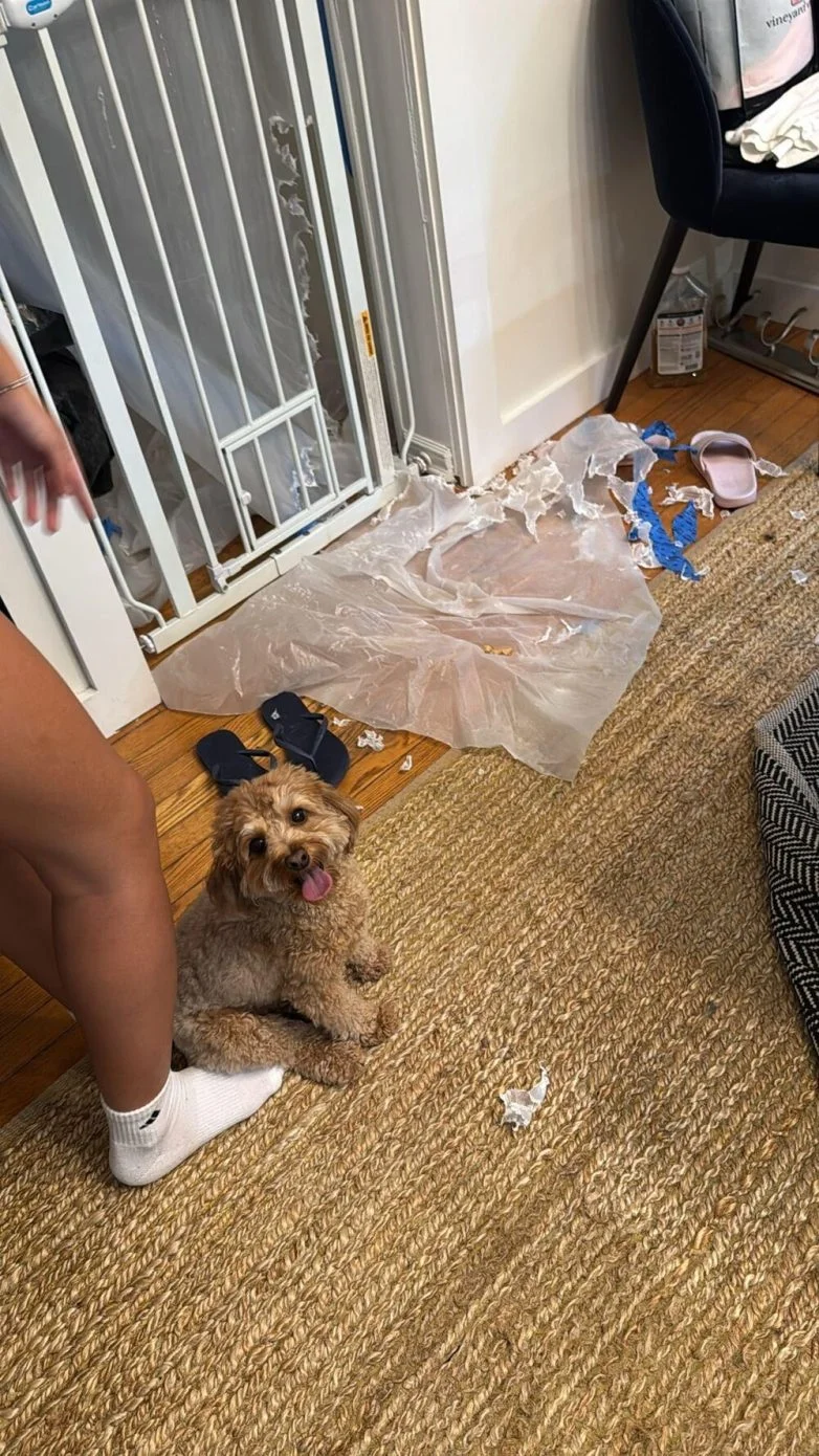 Милейшие вредители: 30 фото питомцев, устроивших дома творческий хаос