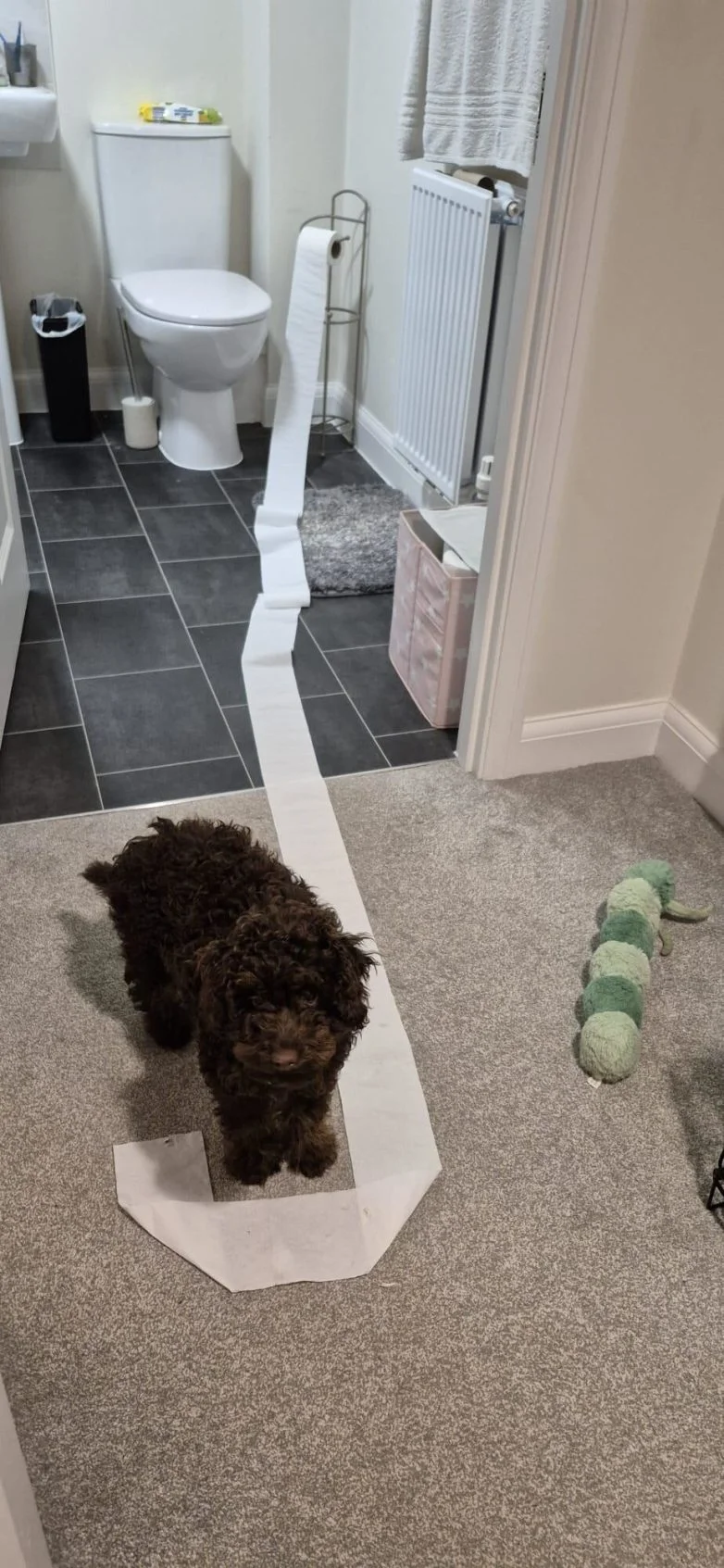 Милейшие вредители: 30 фото питомцев, устроивших дома творческий хаос