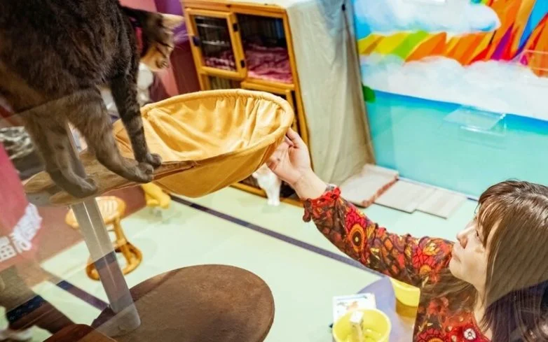 Cat Spa & Cat Ryokan: где японские традиции встречаются с кошачьим раем