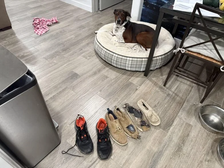 Милейшие вредители: 30 фото питомцев, устроивших дома творческий хаос