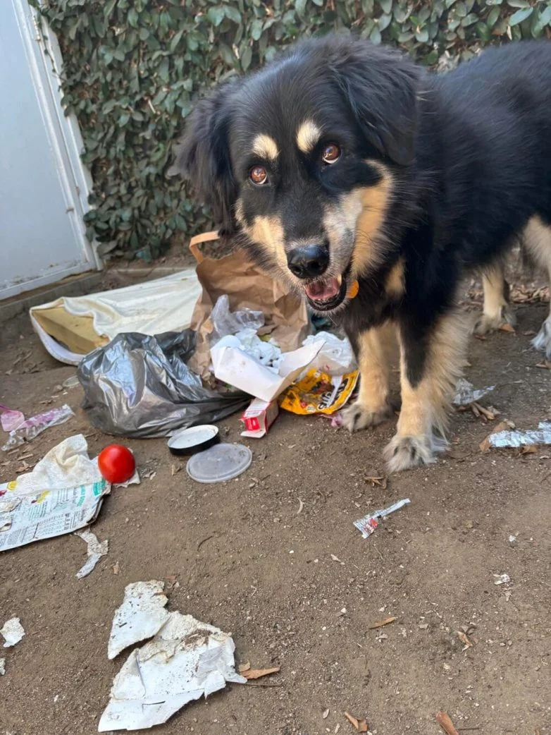 Милейшие вредители: 30 фото питомцев, устроивших дома творческий хаос