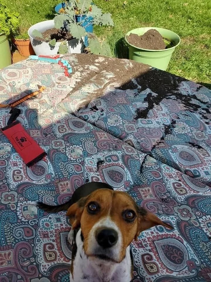 Милейшие вредители: 30 фото питомцев, устроивших дома творческий хаос