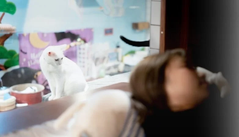 Cat Spa & Cat Ryokan: где японские традиции встречаются с кошачьим раем