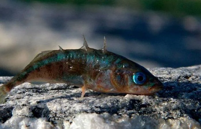 Трагическая правда: почему в блокадном Ленинграде почти не ловили рыбу