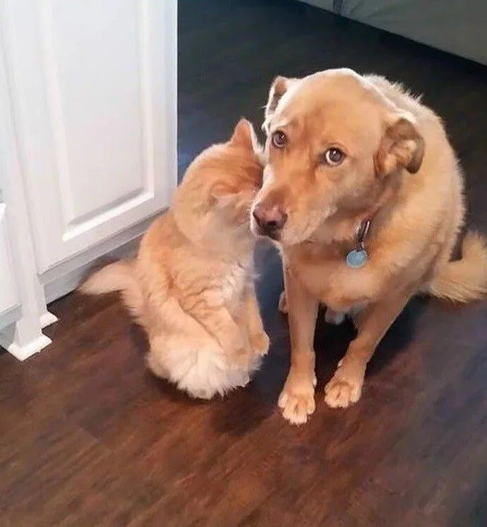 Милейшие вредители: 30 фото питомцев, устроивших дома творческий хаос