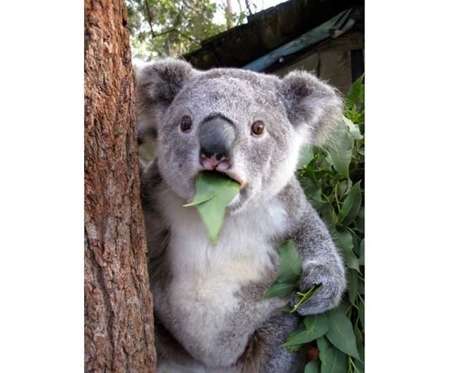 Животные в шоке: самые уморительные фото изумленных зверей