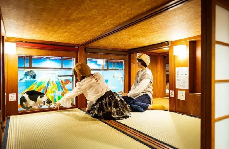 Cat Spa & Cat Ryokan: где японские традиции встречаются с кошачьим раем