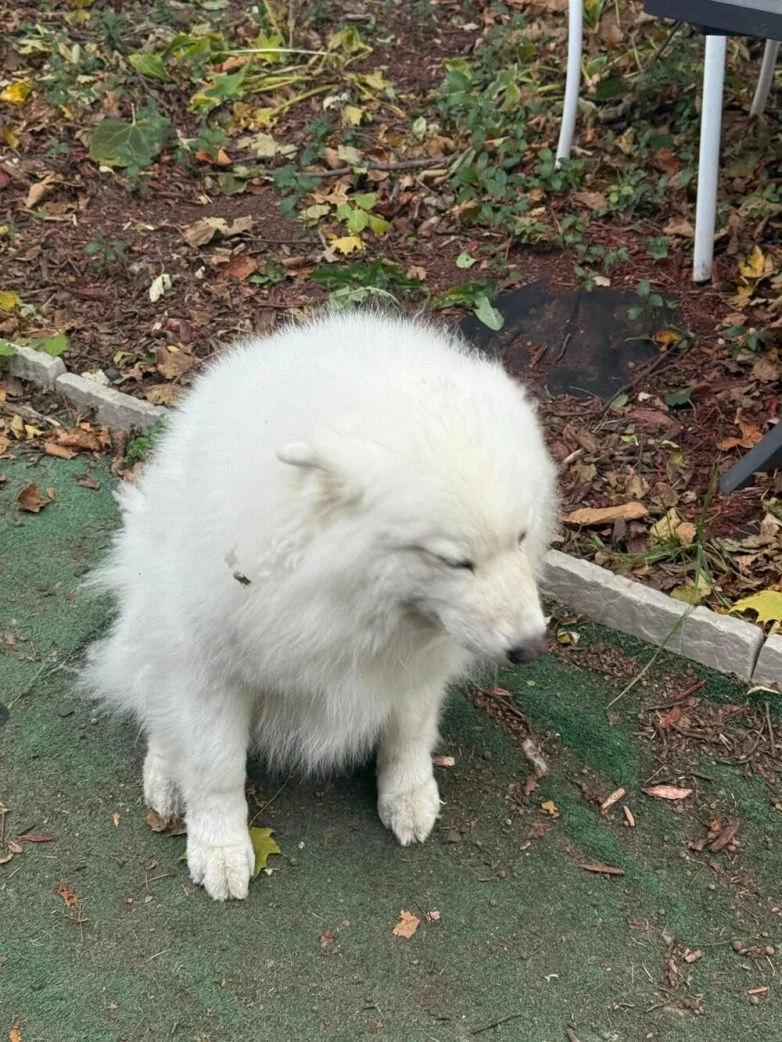 Милейшие вредители: 30 фото питомцев, устроивших дома творческий хаос