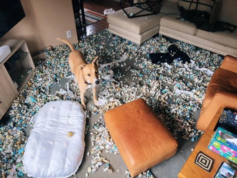 Милейшие вредители: 30 фото питомцев, устроивших дома творческий хаос