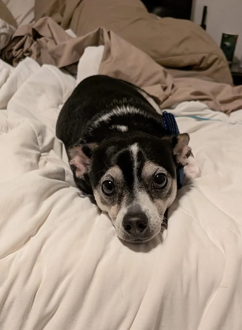 Милейшие вредители: 30 фото питомцев, устроивших дома творческий хаос