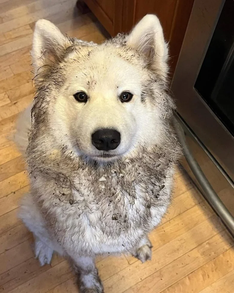 Милейшие вредители: 30 фото питомцев, устроивших дома творческий хаос