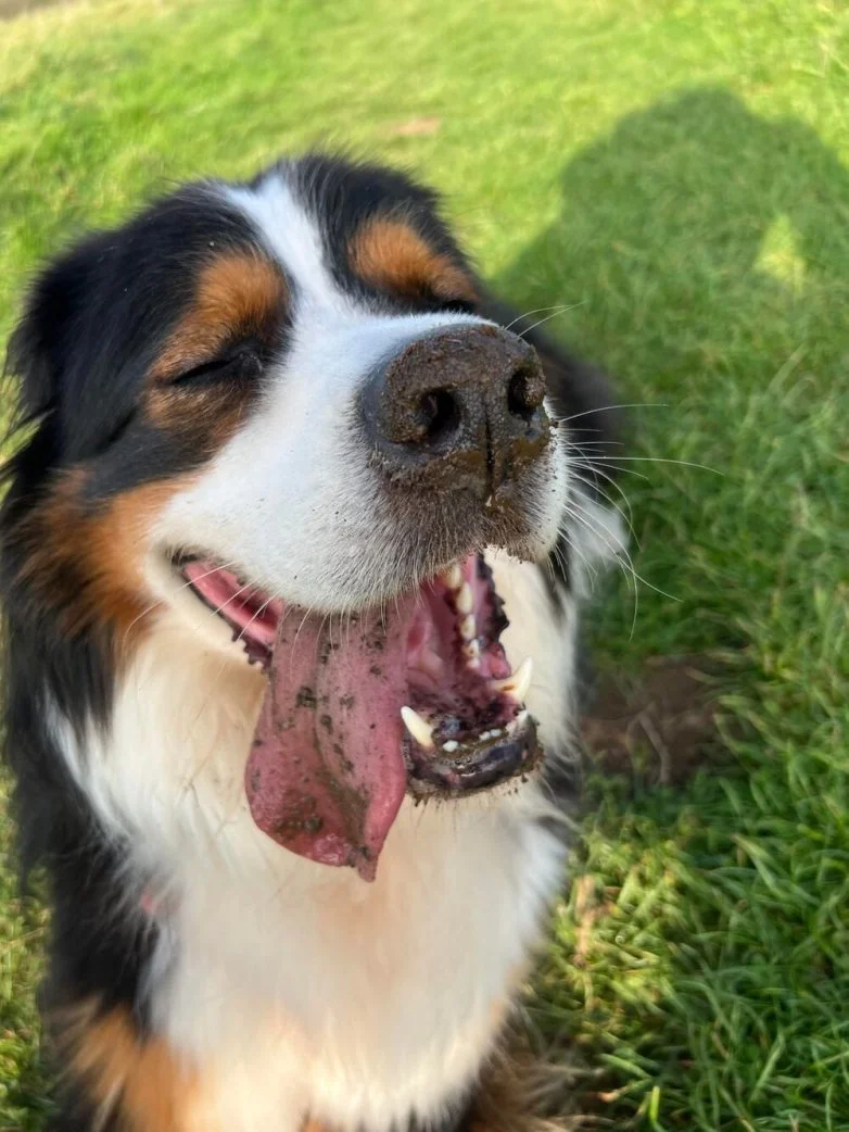 Милейшие вредители: 30 фото питомцев, устроивших дома творческий хаос