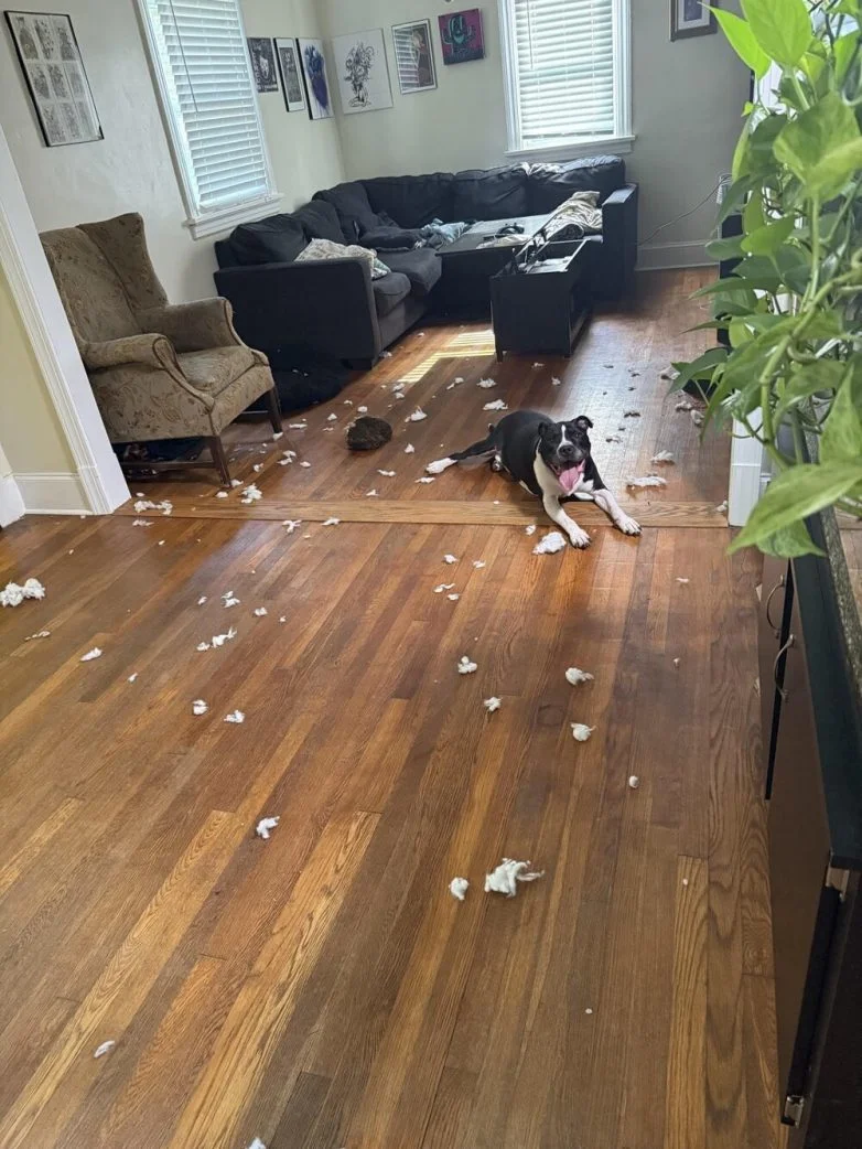 Милейшие вредители: 30 фото питомцев, устроивших дома творческий хаос