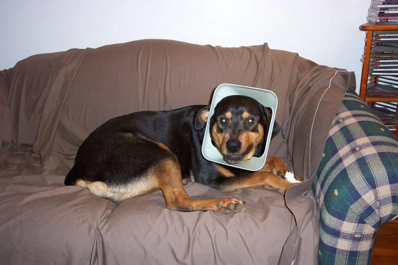 Милейшие вредители: 30 фото питомцев, устроивших дома творческий хаос