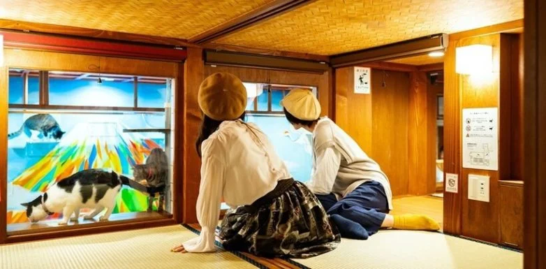Cat Spa & Cat Ryokan: уникальный отель-приют для кошек в Осаке Cat Spa & Cat Ryokan: где японские традиции встречаются с кошачьим раем