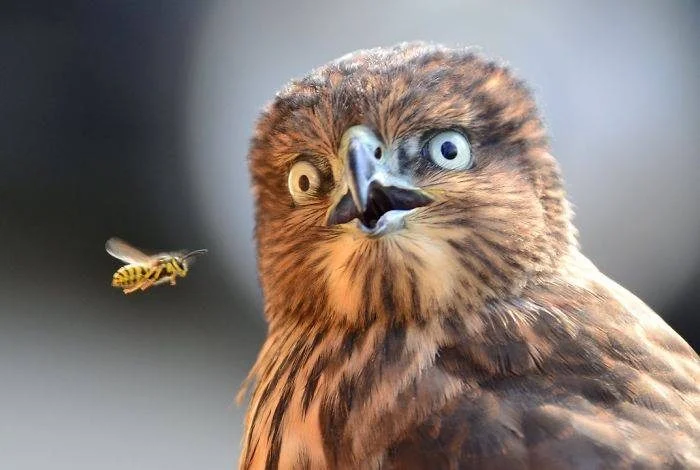 Животные в шоке: самые уморительные фото изумленных зверей