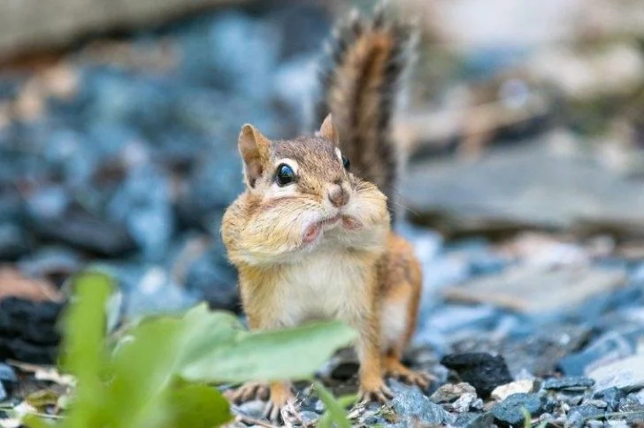 Животные в шоке: самые уморительные фото изумленных зверей