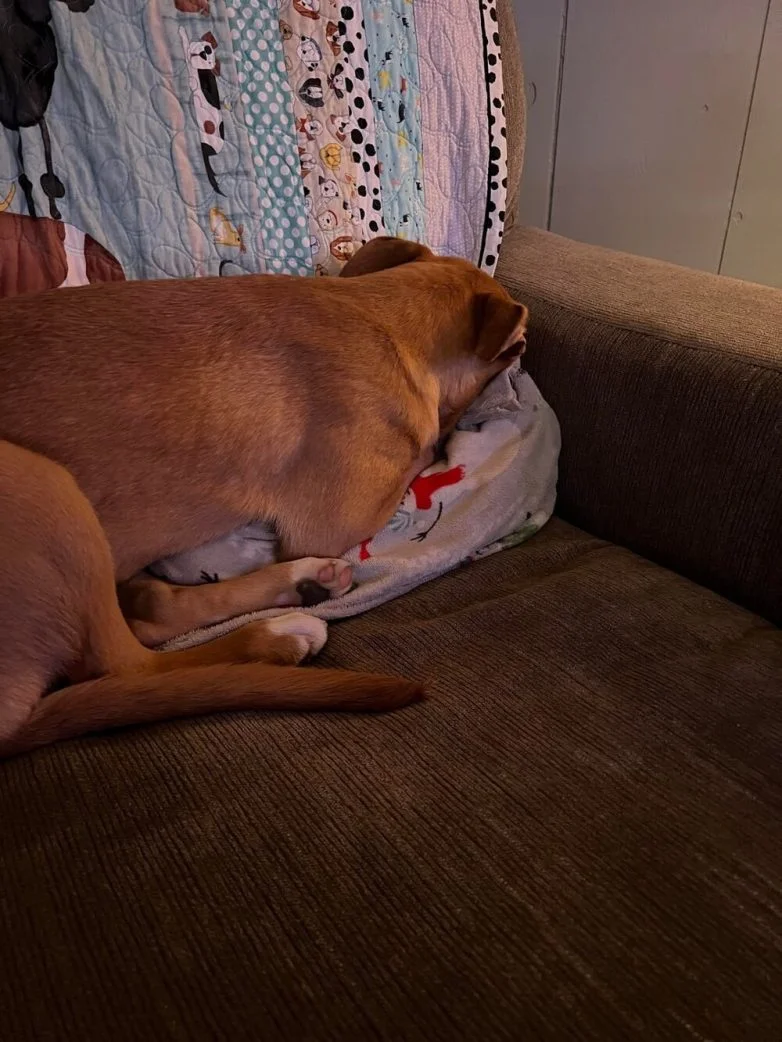 Милейшие вредители: 30 фото питомцев, устроивших дома творческий хаос