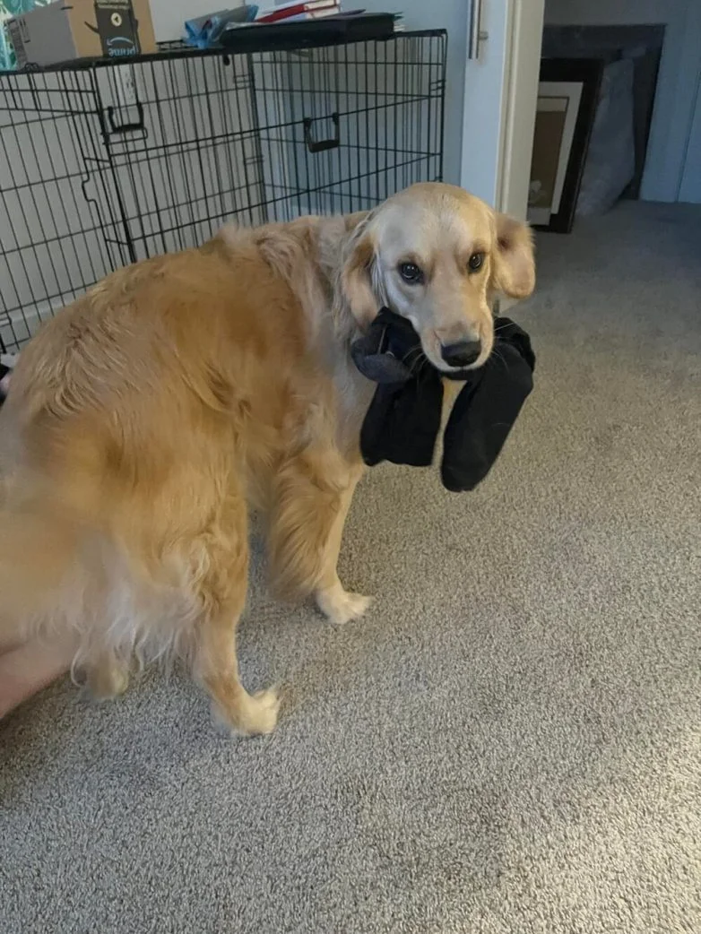 Милейшие вредители: 30 фото питомцев, устроивших дома творческий хаос