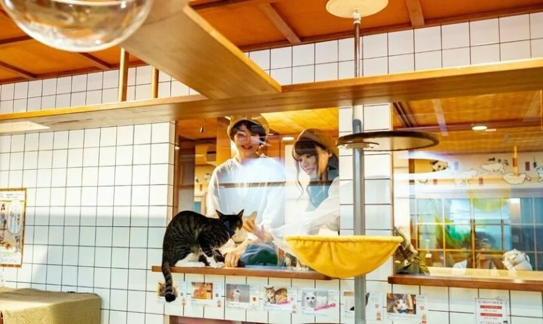 Cat Spa & Cat Ryokan: где японские традиции встречаются с кошачьим раем