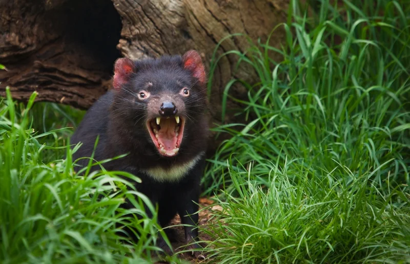 Тасманский дьявол: 15 странных и удивительных фактов о сумчатом хищнике