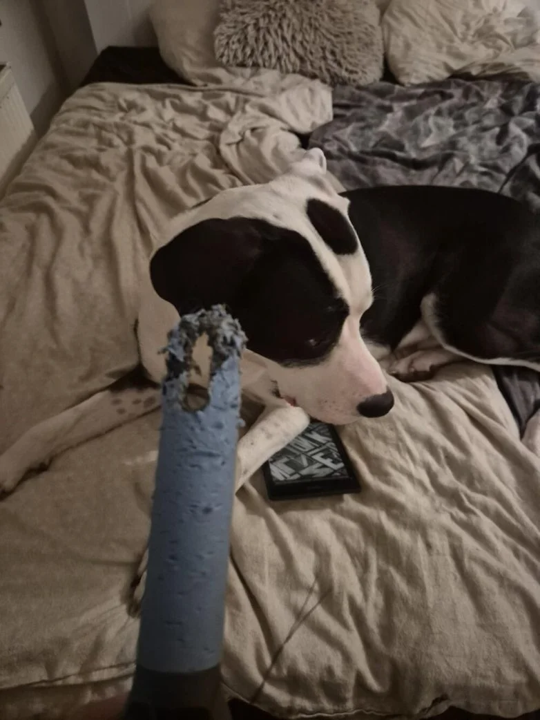 Милейшие вредители: 30 фото питомцев, устроивших дома творческий хаос