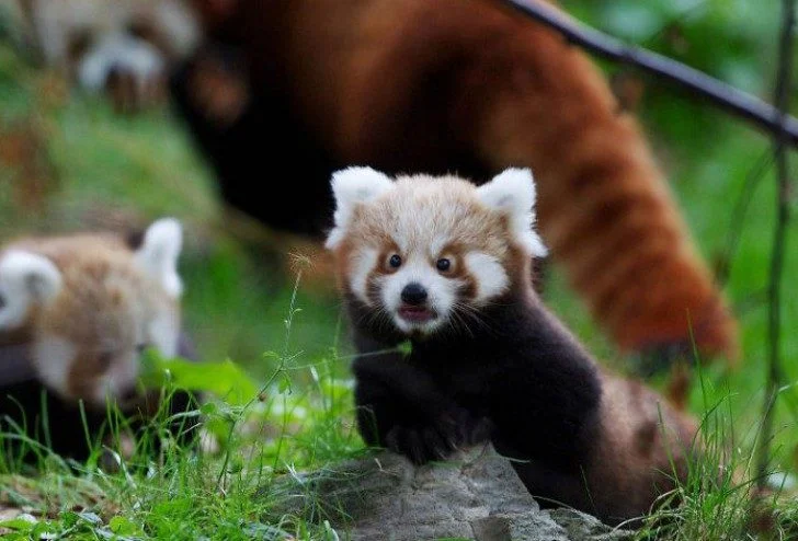 Животные в шоке: самые уморительные фото изумленных зверей