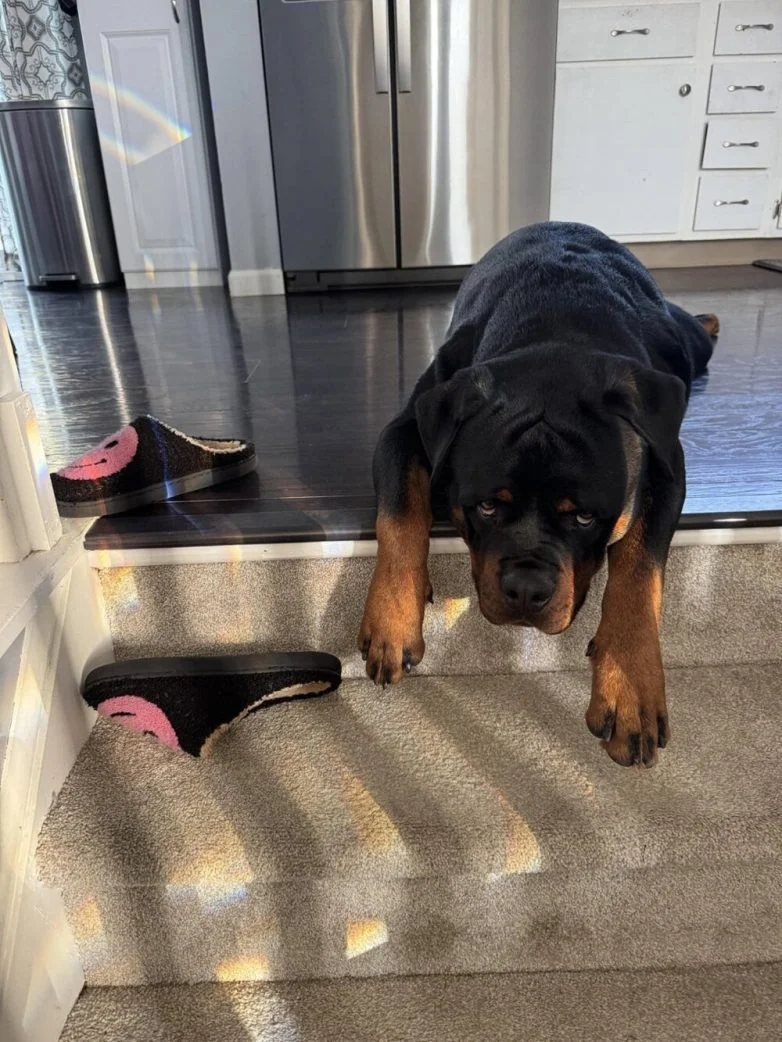 Милейшие вредители: 30 фото питомцев, устроивших дома творческий хаос