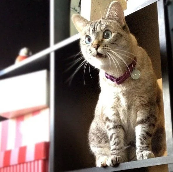 Животные в шоке: самые уморительные фото изумленных зверей