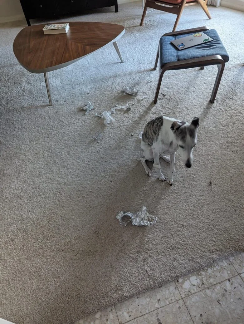 Милейшие вредители: 30 фото питомцев, устроивших дома творческий хаос