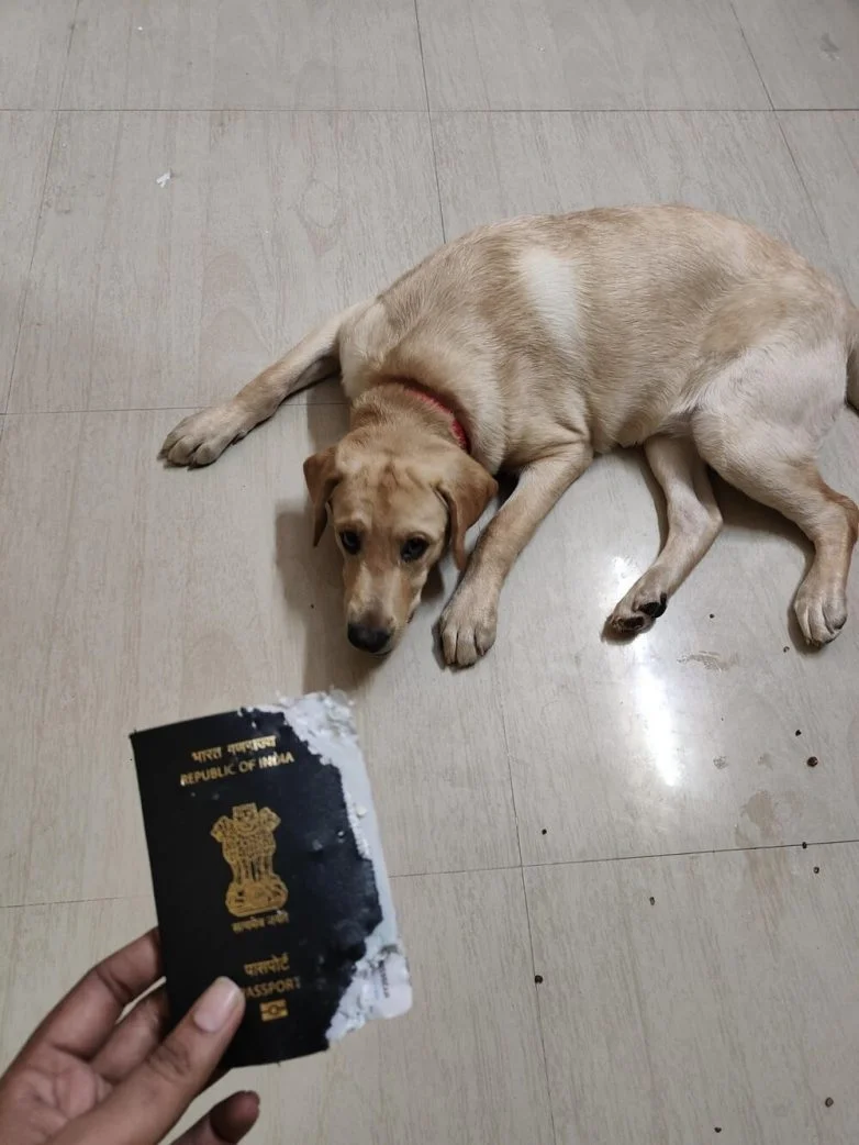 Милейшие вредители: 30 фото питомцев, устроивших дома творческий хаос