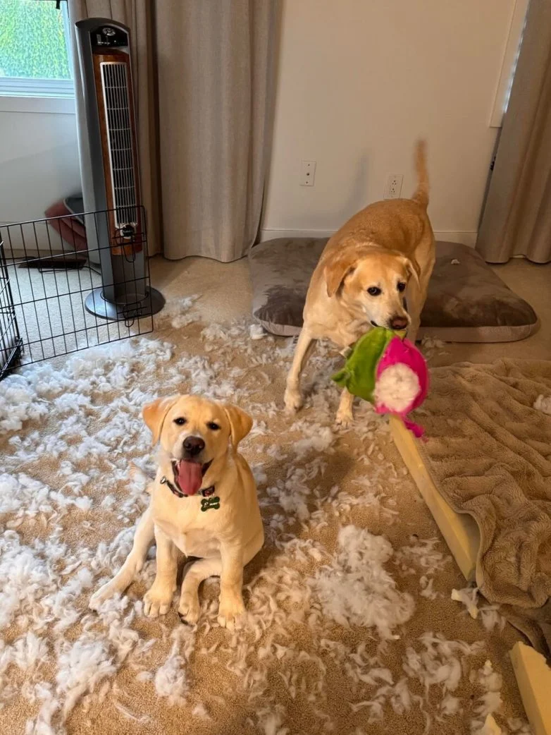 Милейшие вредители: 30 фото питомцев, устроивших дома творческий хаос