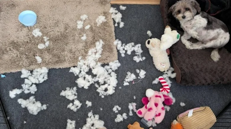 Милейшие вредители: 30 фото питомцев, устроивших дома творческий хаос