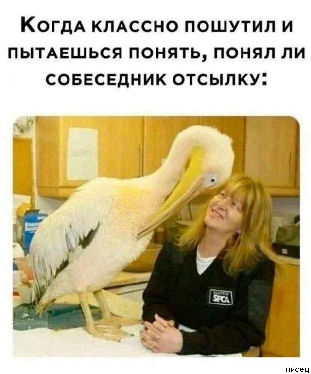 Когда жизнь подкидывает сюрпризы: свежая подборка приколов от Писца