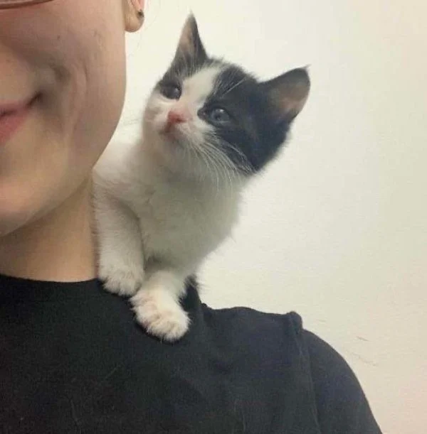 Преображение: как бездомные животные меняются после встречи с любящими хозяевами